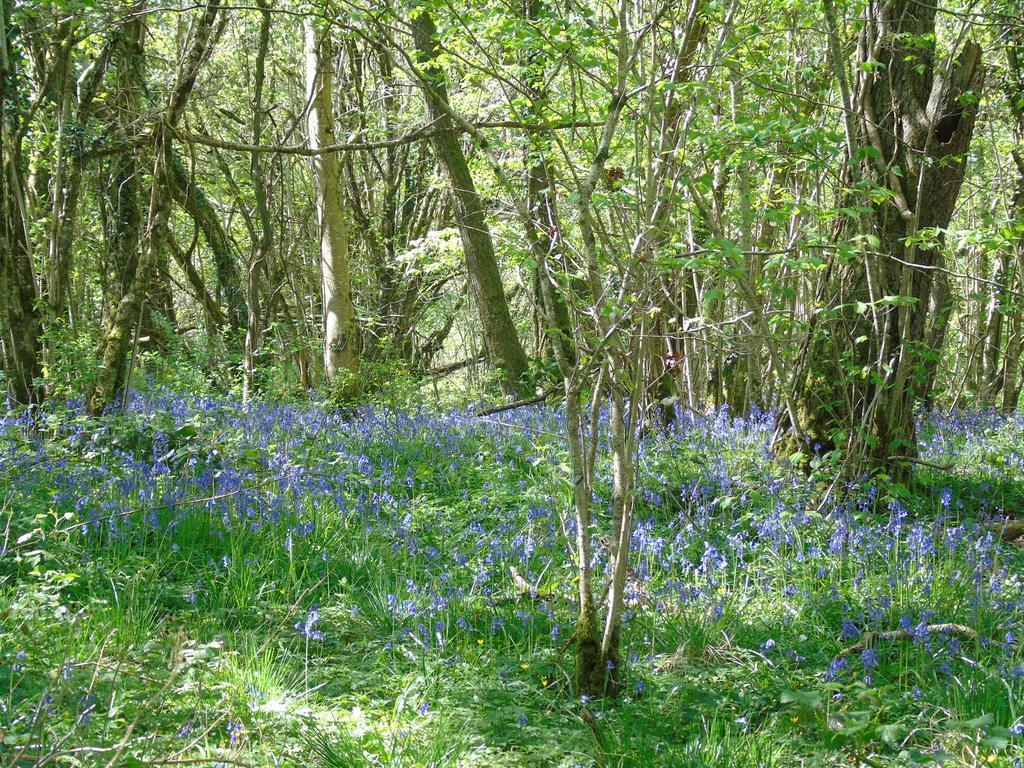 Pwllgwilym B & B Builth Wells Ngoại thất bức ảnh